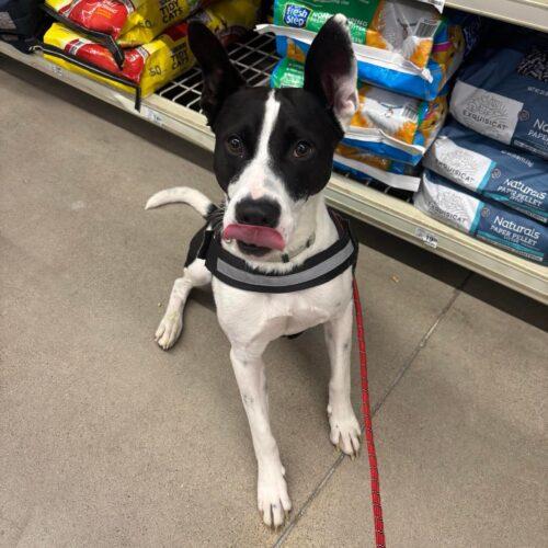 Max, a Adoptable mixed breed in Edmond, OK image 2/5