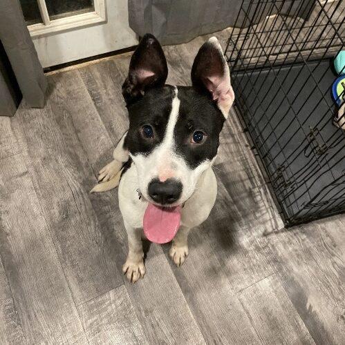 Max, a Adoptable mixed breed in Edmond, OK image 3/5