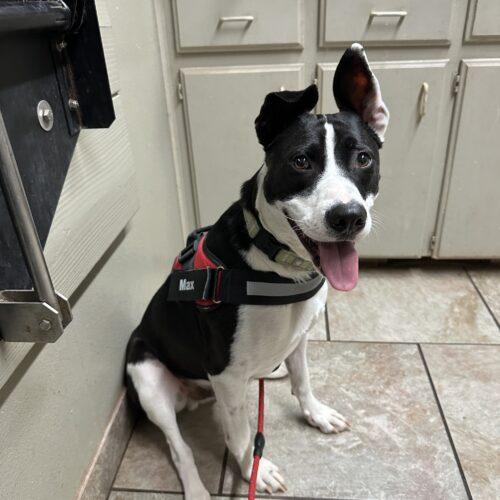 Max, a Adoptable mixed breed in Edmond, OK image 4/5