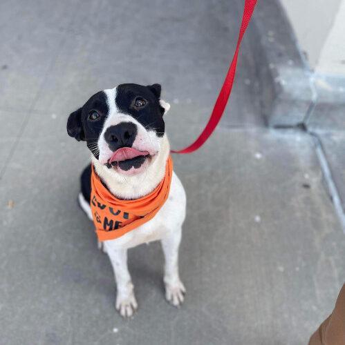 Max, a Adoptable mixed breed in Edmond, OK image 5/5