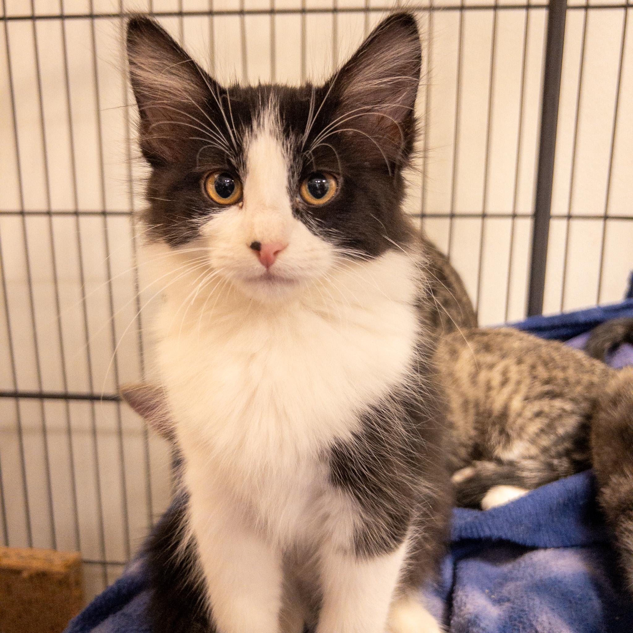 Velvet, Adopted, Kitten Female Domestic Long Hair.
