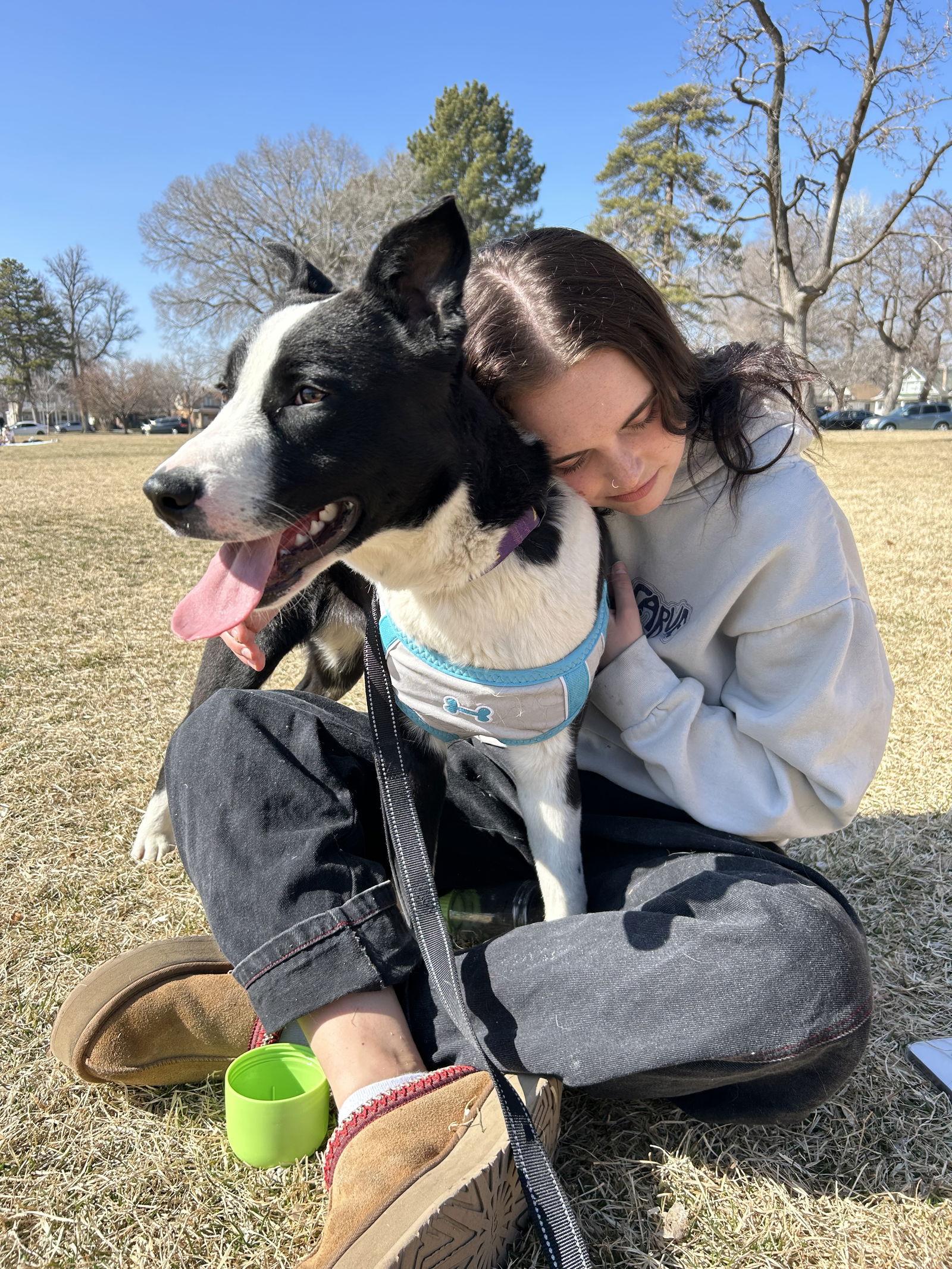 Benny, Adopted, Puppy Male Border Collie & Labrador Retriever.