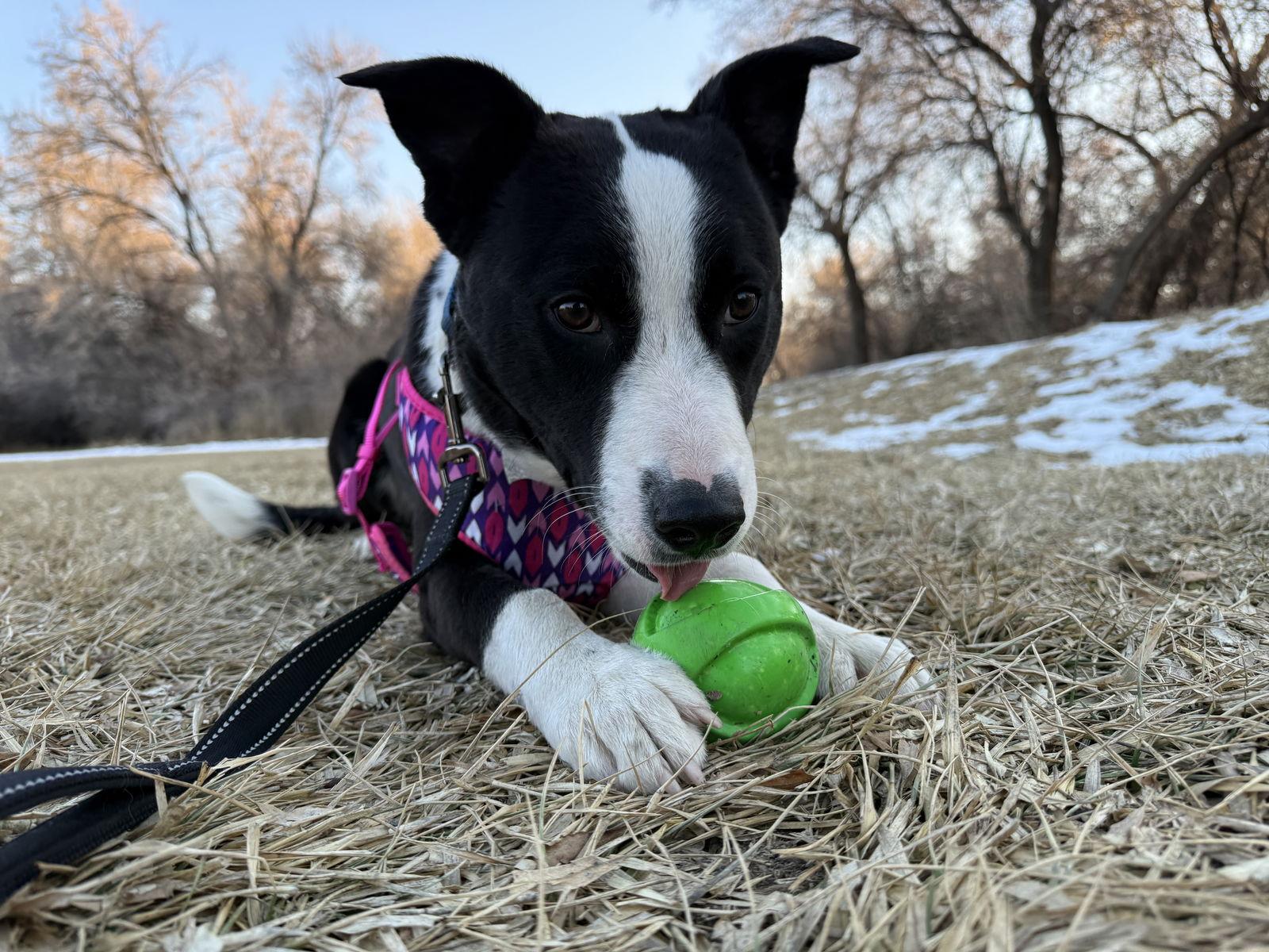 Enlarge Benny, a Adopted mixed breed in Salt Lake City, UT image 2/3