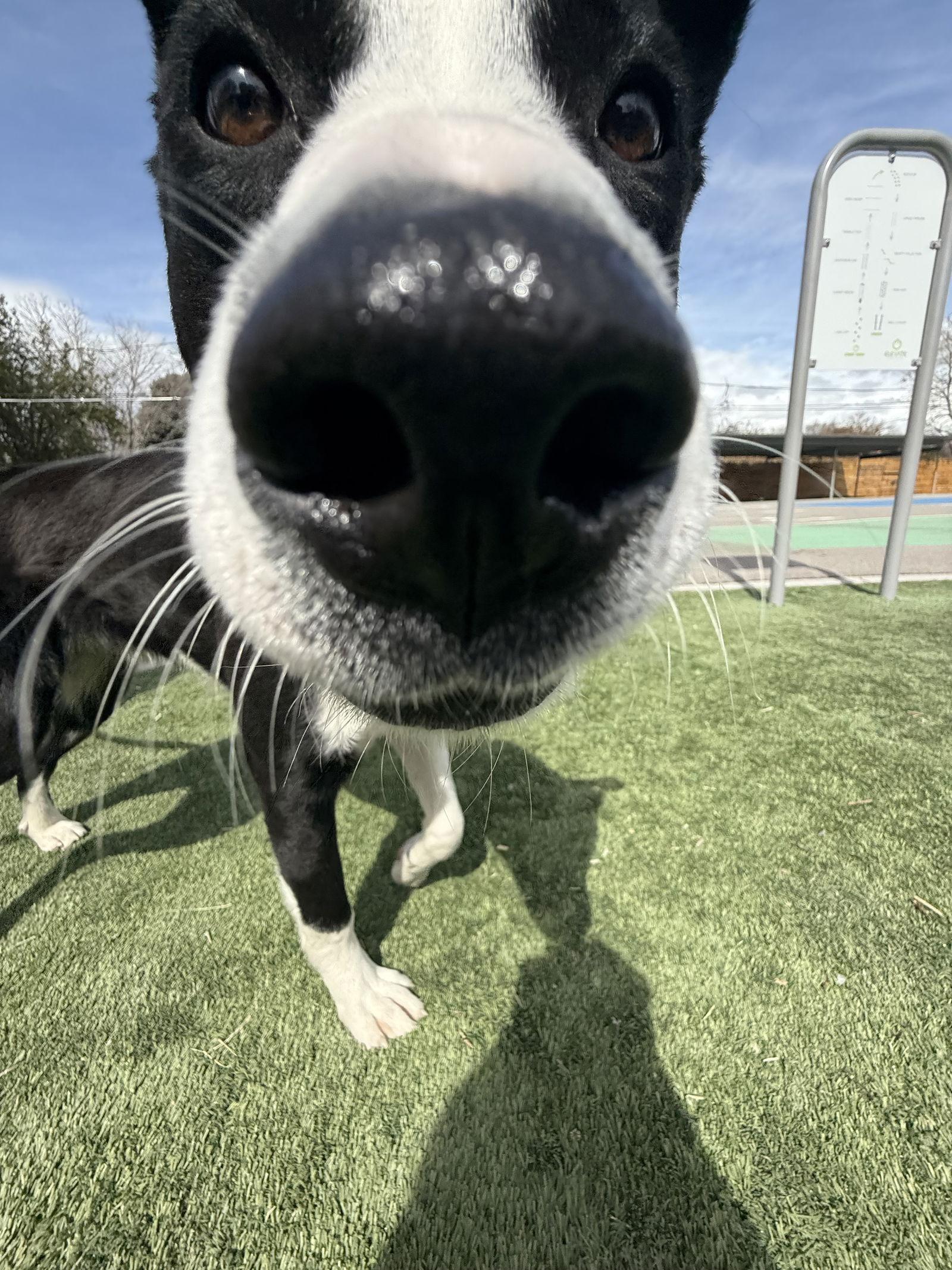 Enlarge Benny, a Adopted mixed breed in Salt Lake City, UT image 3/3