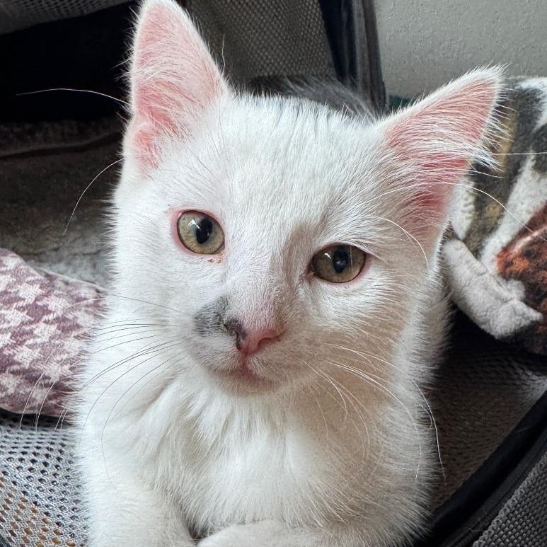 Enlarge Smudge, a Adoptable Domestic Short Hair in Laramie, WY image 2/4