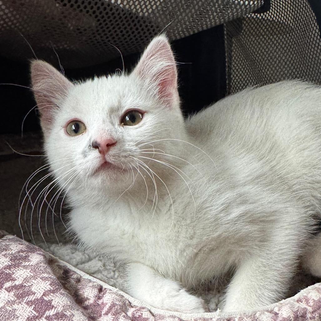 Enlarge Smudge, a Adoptable Domestic Short Hair in Laramie, WY image 3/4