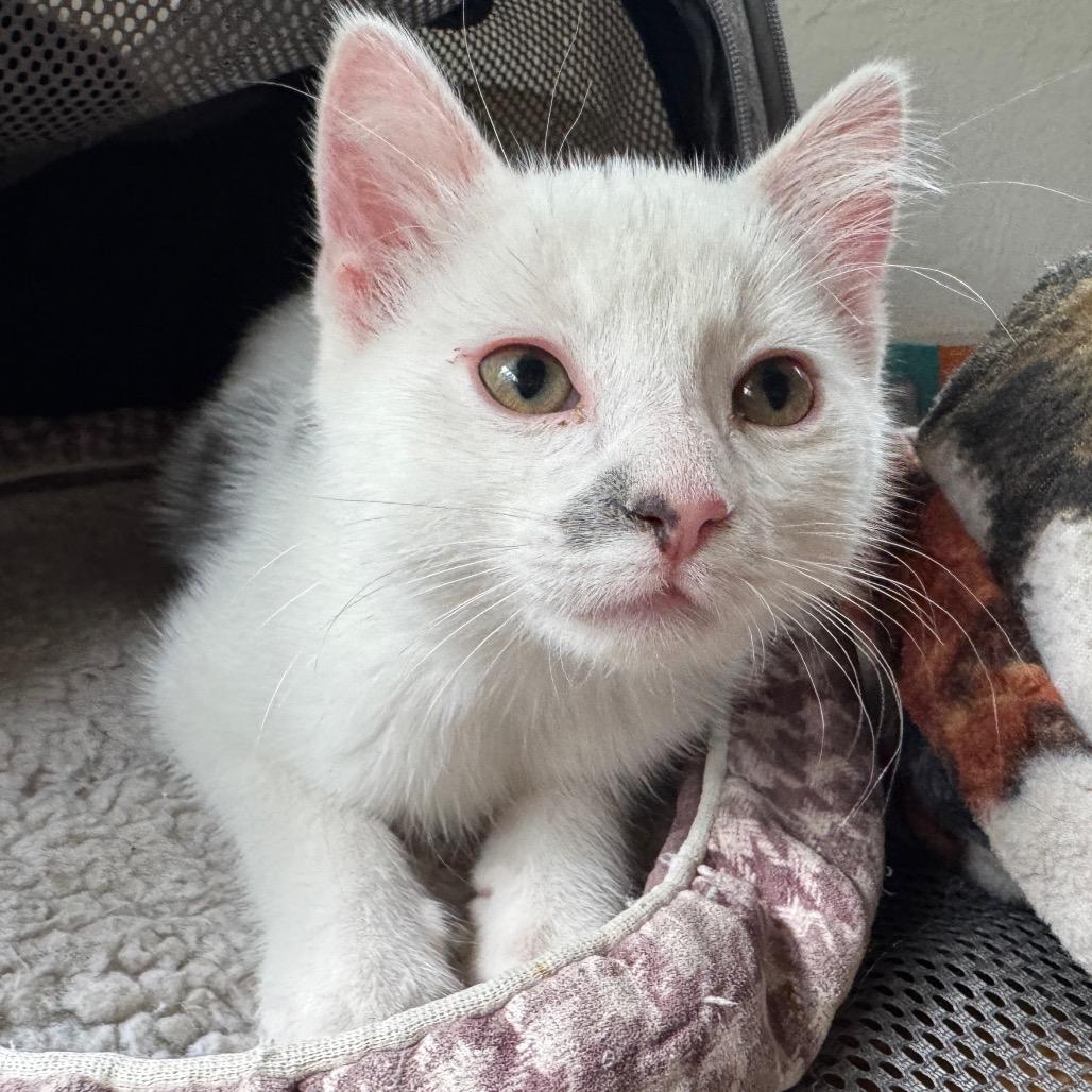 Enlarge Smudge, a Adoptable Domestic Short Hair in Laramie, WY image 4/4