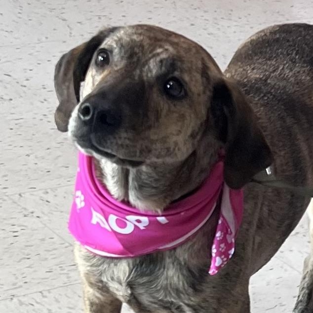 Hattie is in Maine, a Adoptable mixed breed in Biddeford, ME image 2/5