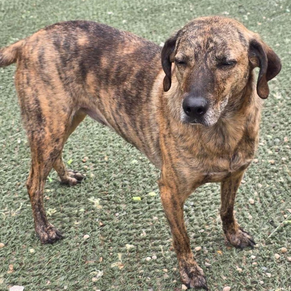 Enlarge Hattie is in Maine, a Adoptable mixed breed in Biddeford, ME image 2/5