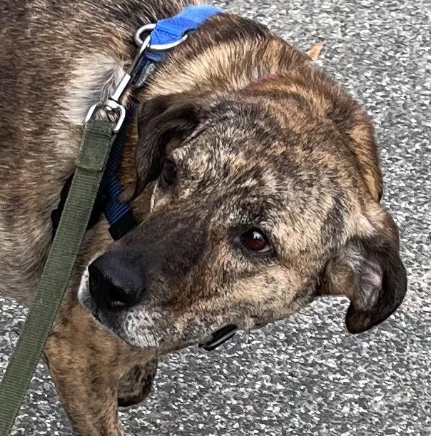 Hattie is in Maine, an adoptable Hound, Mixed Breed in Biddeford, ME, 04005 | Photo Image 2