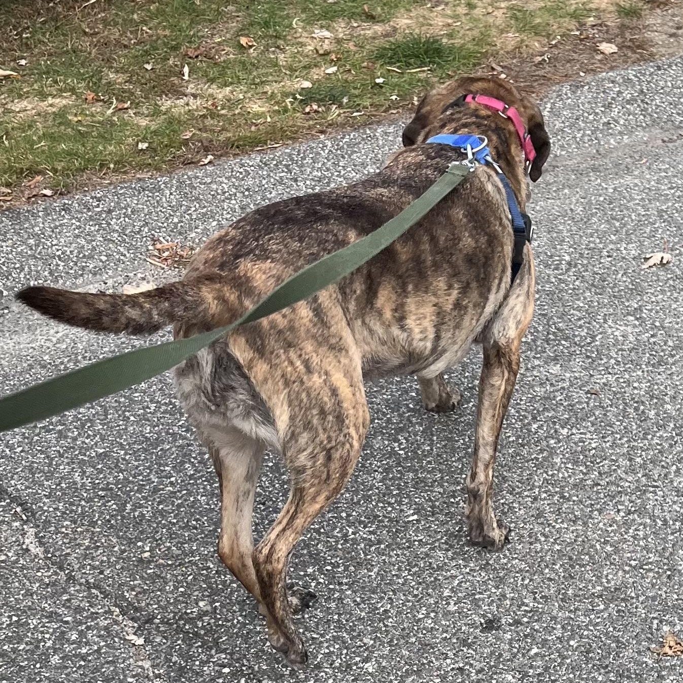 Hattie is in Maine, an adoptable Hound, Mixed Breed in Biddeford, ME, 04005 | Photo Image 3
