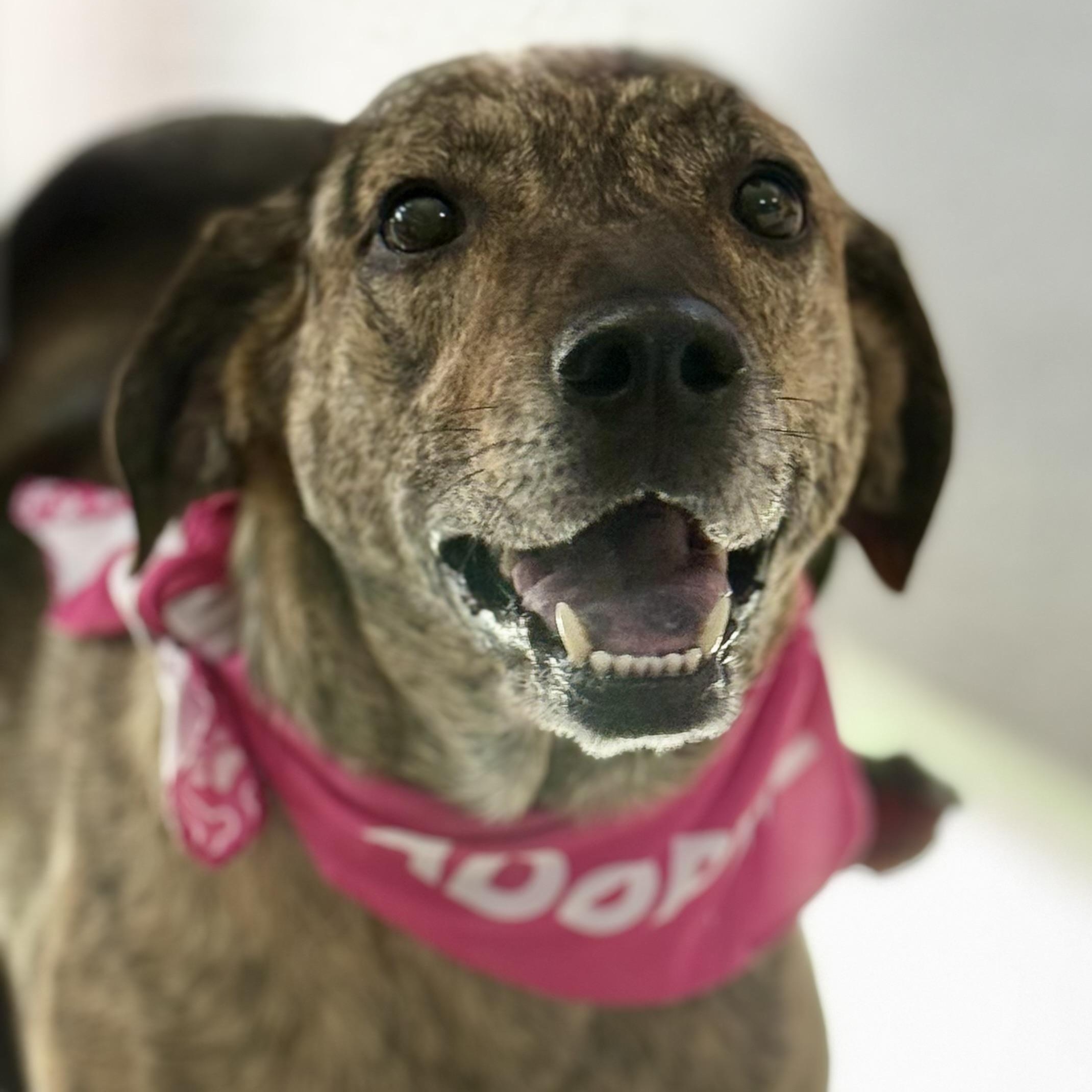 Hattie is in Maine, a Adoptable mixed breed in Biddeford, ME image 1/5