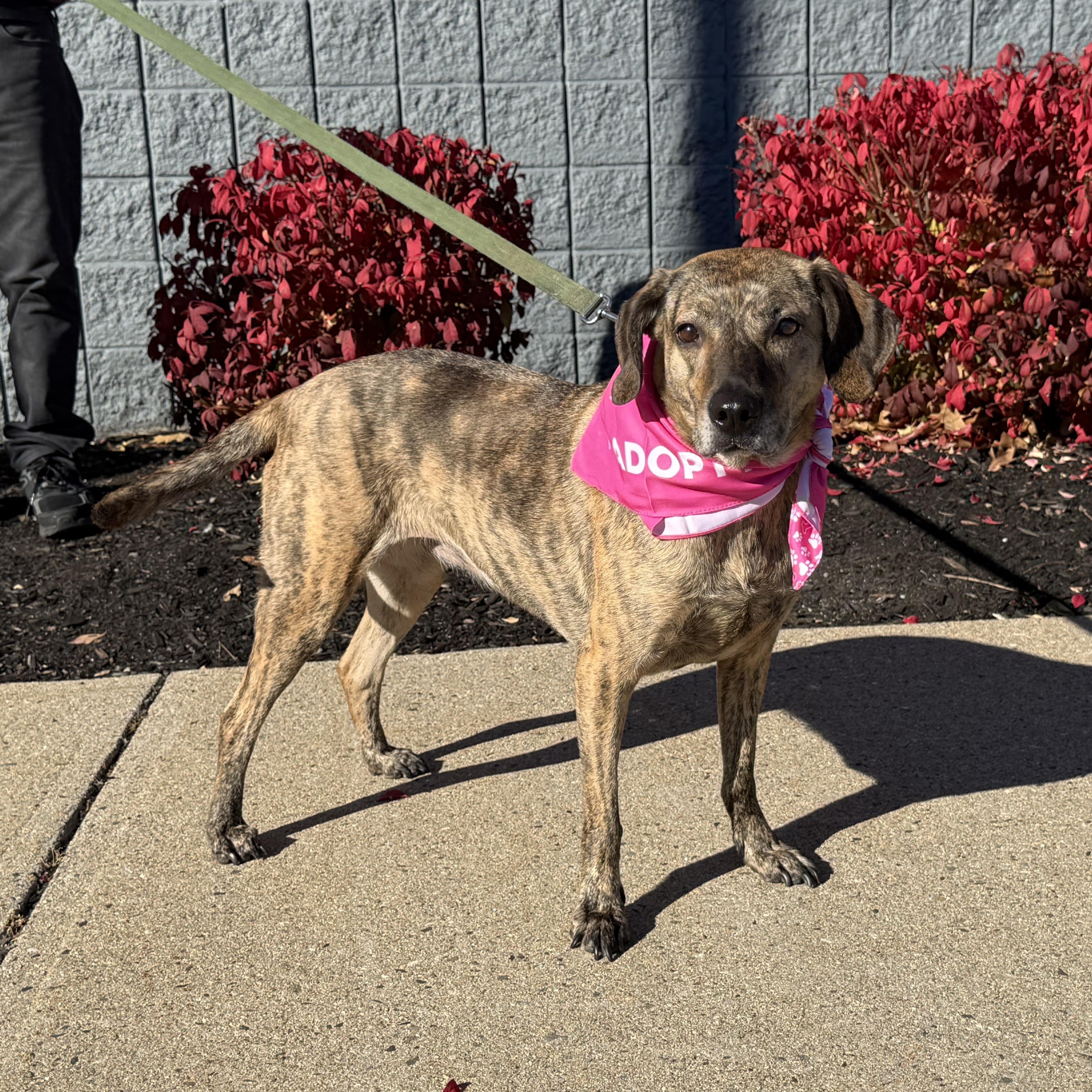 Hattie is in Maine, an adoptable Hound, Mixed Breed in Biddeford, ME, 04005 | Photo Image 2