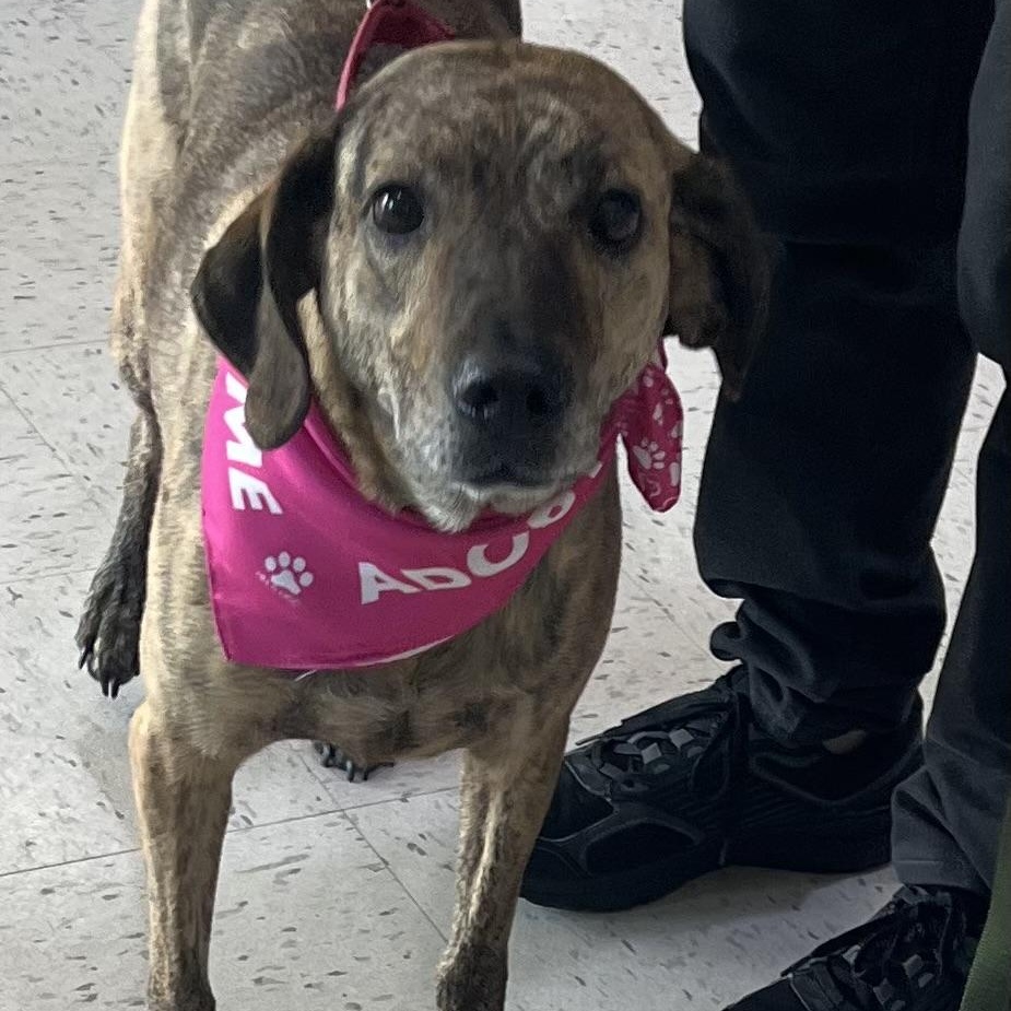 Hattie is in Maine, Adoptable, Adult Female Hound & Mixed Breed.