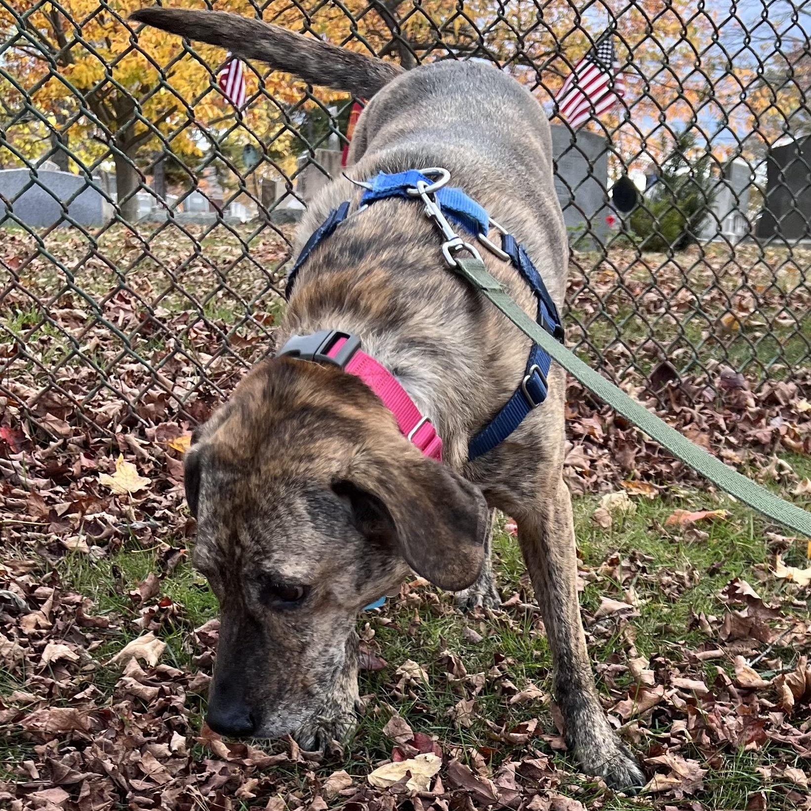 Hattie is in Maine, an adoptable Hound, Mixed Breed in Biddeford, ME, 04005 | Photo Image 1