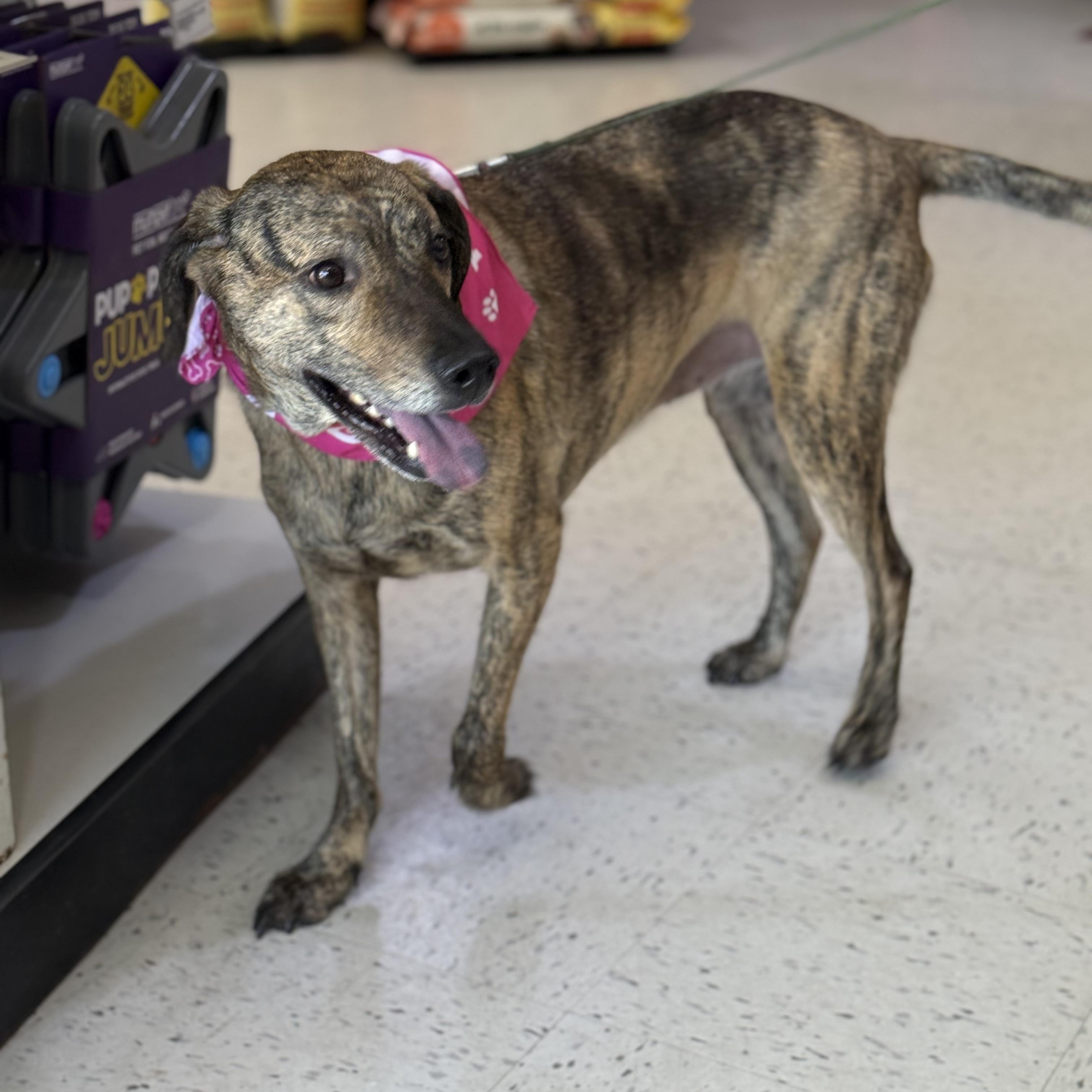 Hattie is in Maine, an adoptable Hound, Mixed Breed in Biddeford, ME, 04005 | Photo Image 4
