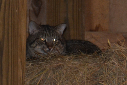 Working Cats photo 2
