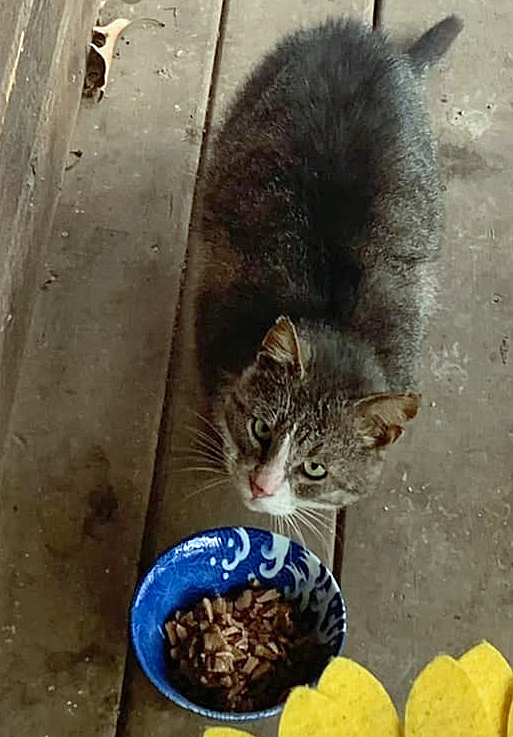 Working Cats photo 3