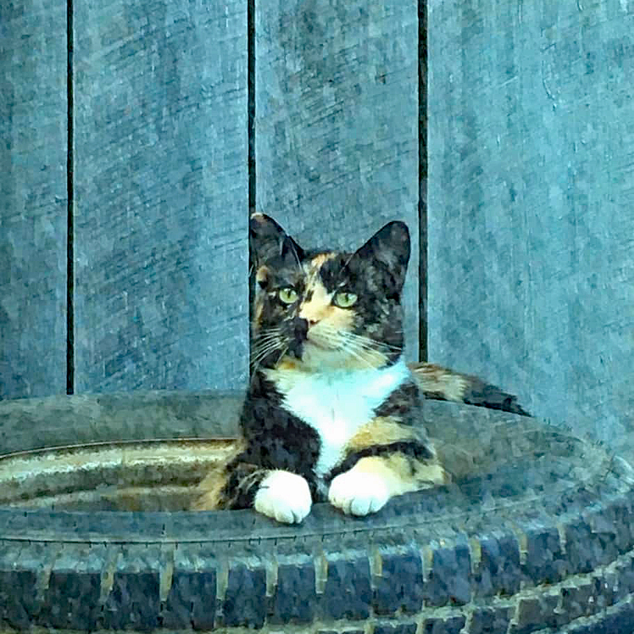 Working Cats photo 1