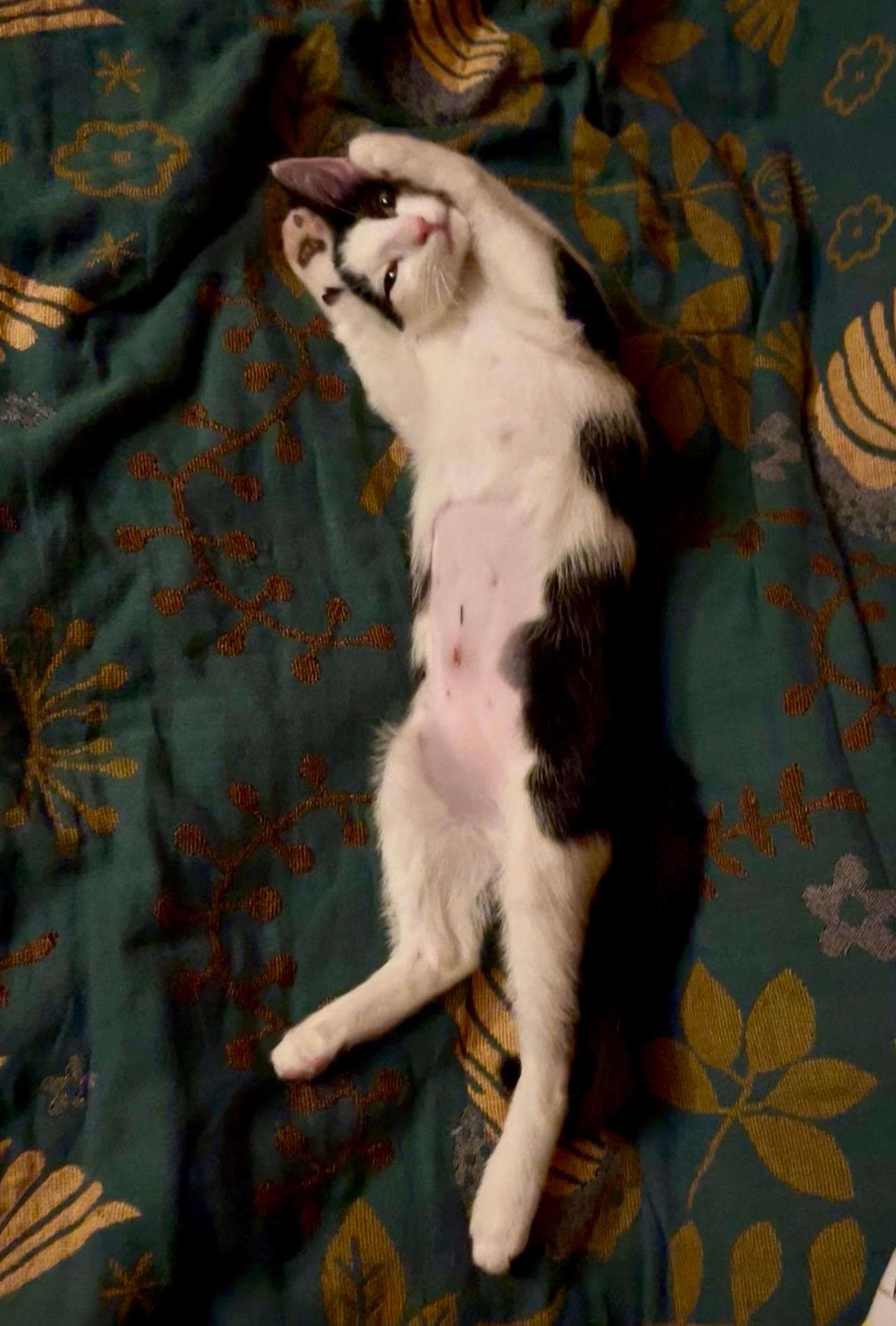 Static, Adoptable, Kitten Female Domestic Short Hair.