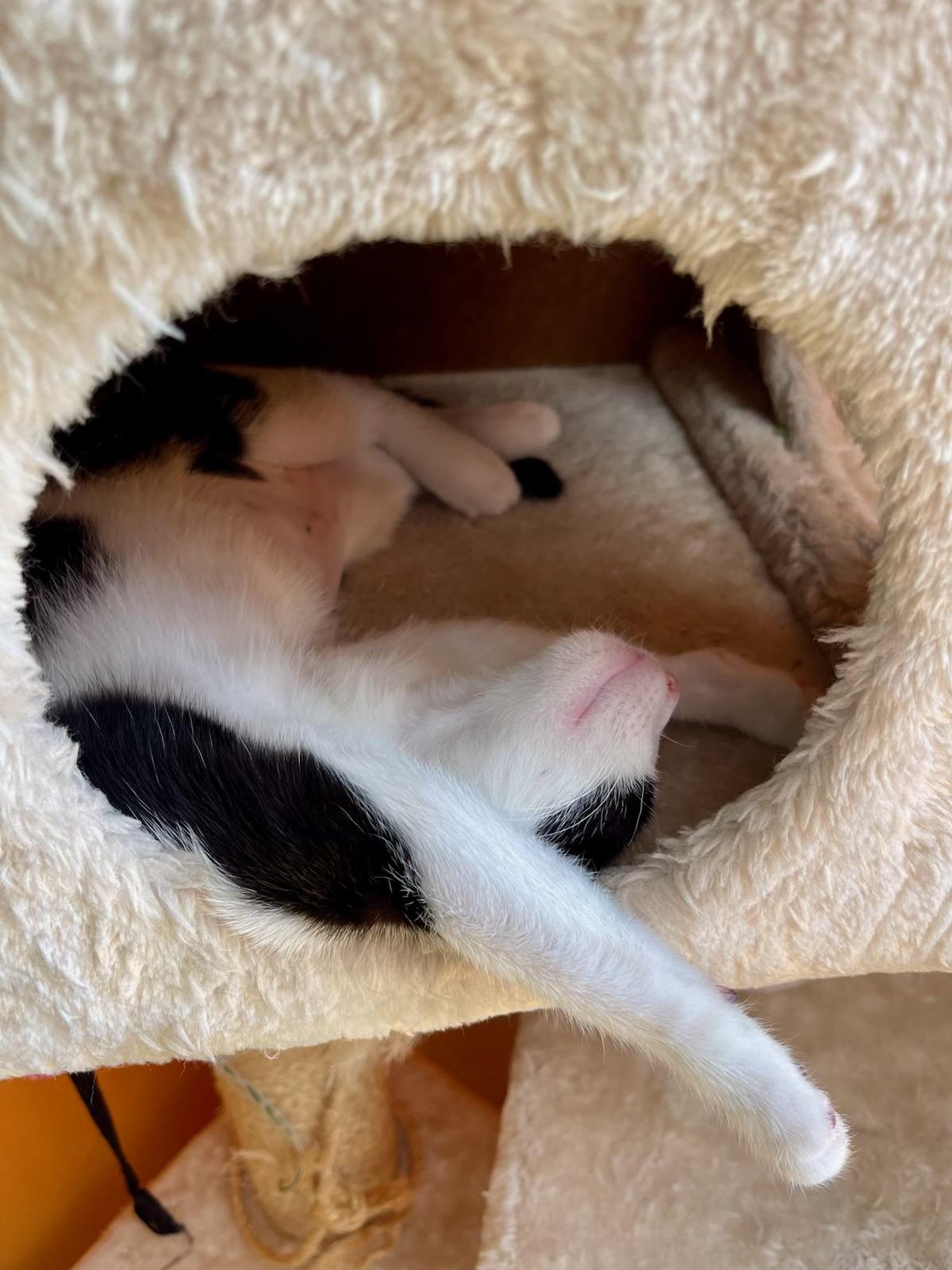 Static, a Adoptable Domestic Short Hair in Brooklyn, NY image 3/4