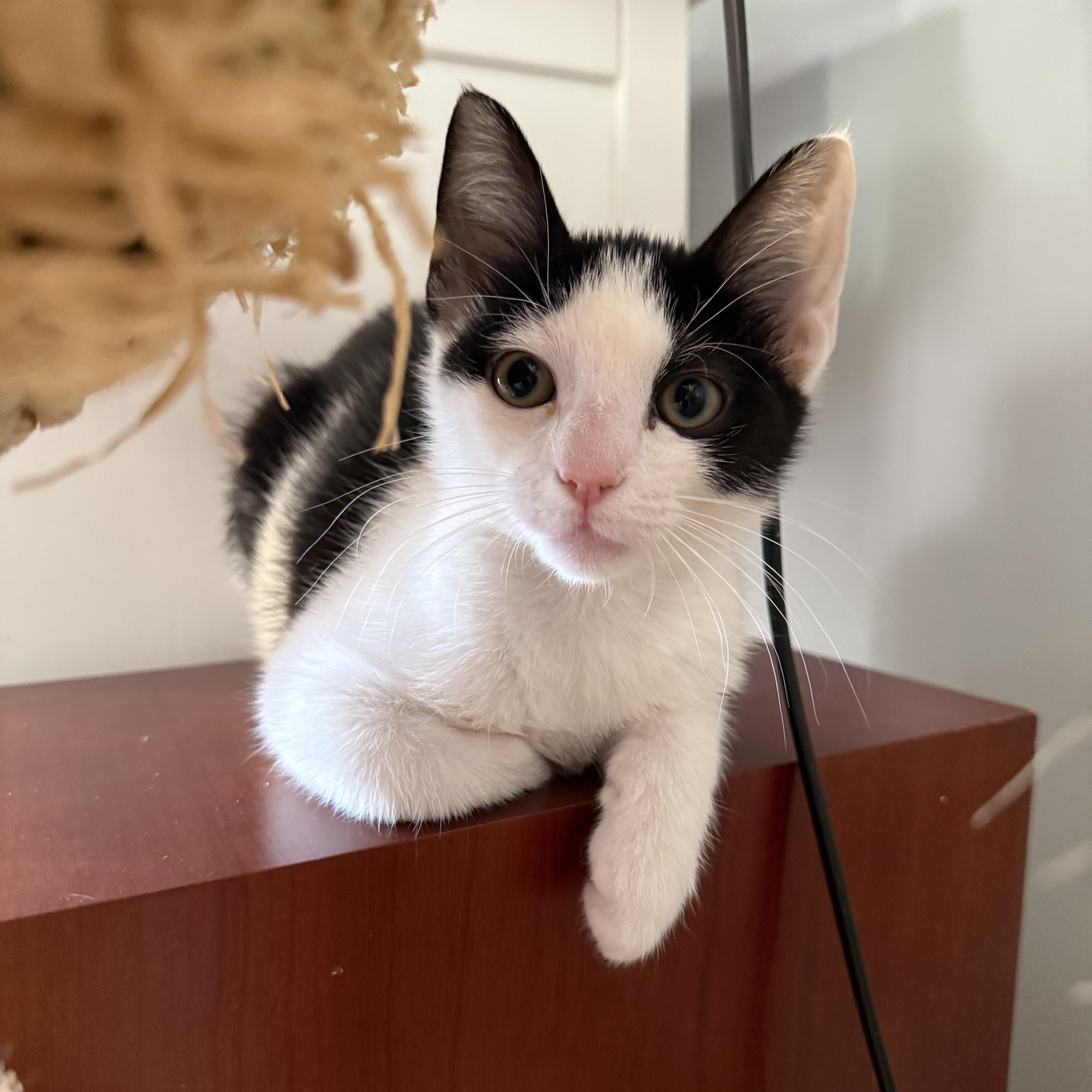 Static, a Adoptable Domestic Short Hair in Brooklyn, NY image 2/4