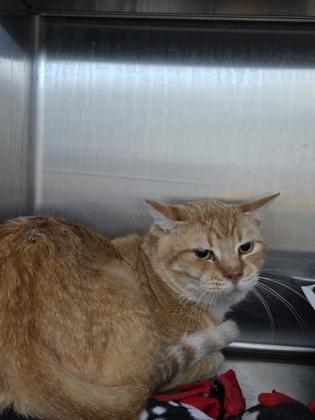 Enlarge Tiger, a Adoptable mixed breed in Beatrice, NE image 1/1