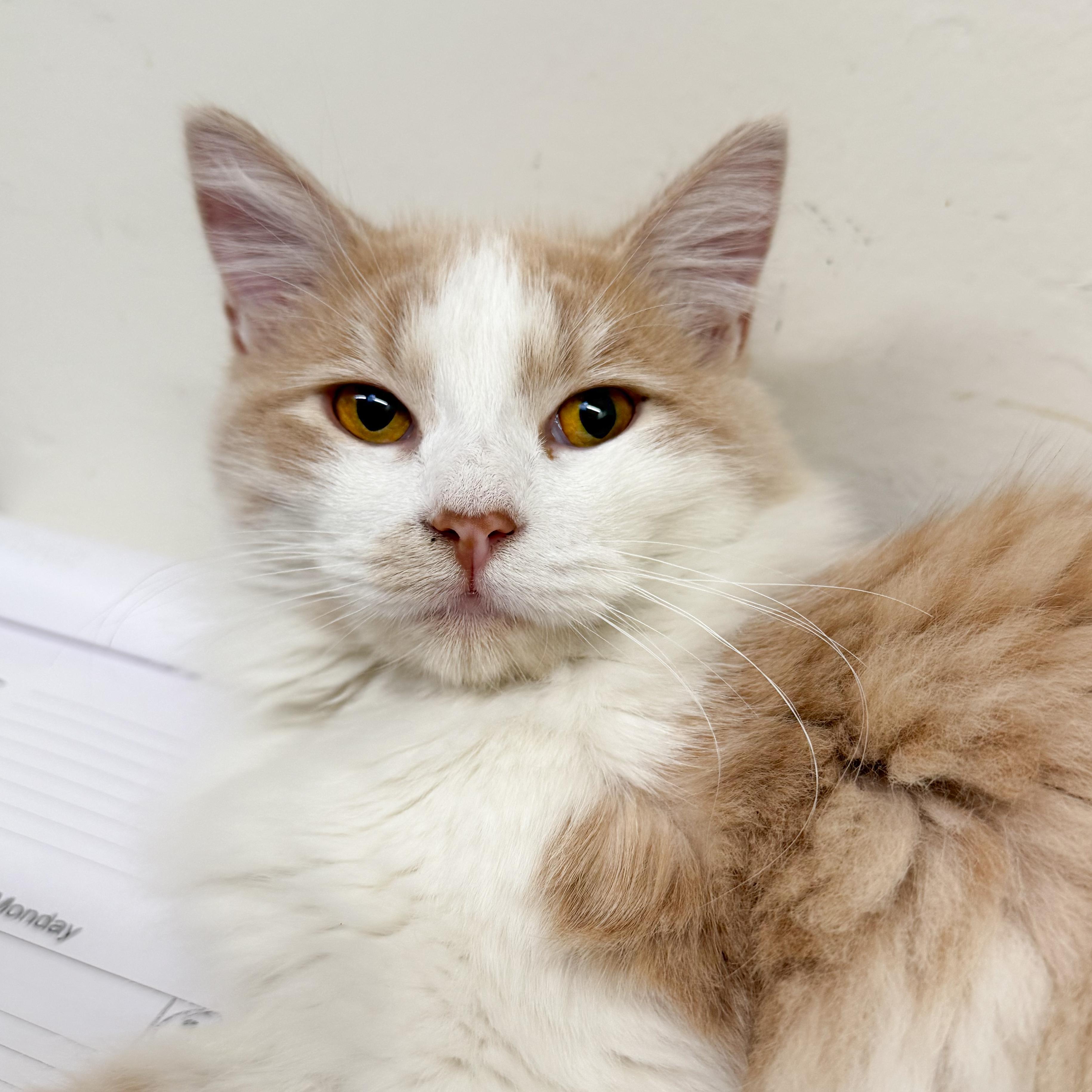 Cassy, a Adoptable Domestic Long Hair in Santa Monica, CA image 1/4