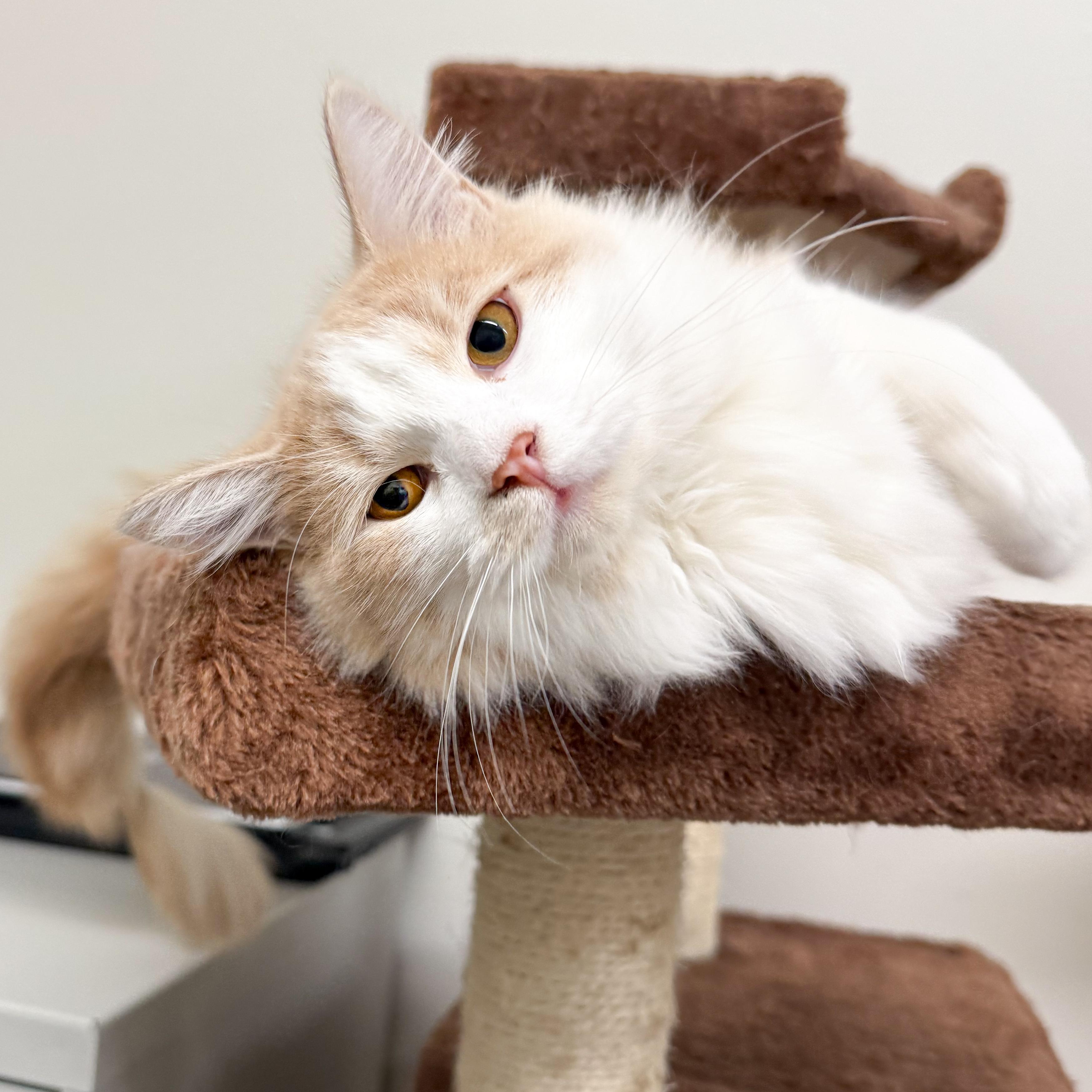 Cassy, a Adoptable Domestic Long Hair in Santa Monica, CA image 2/4