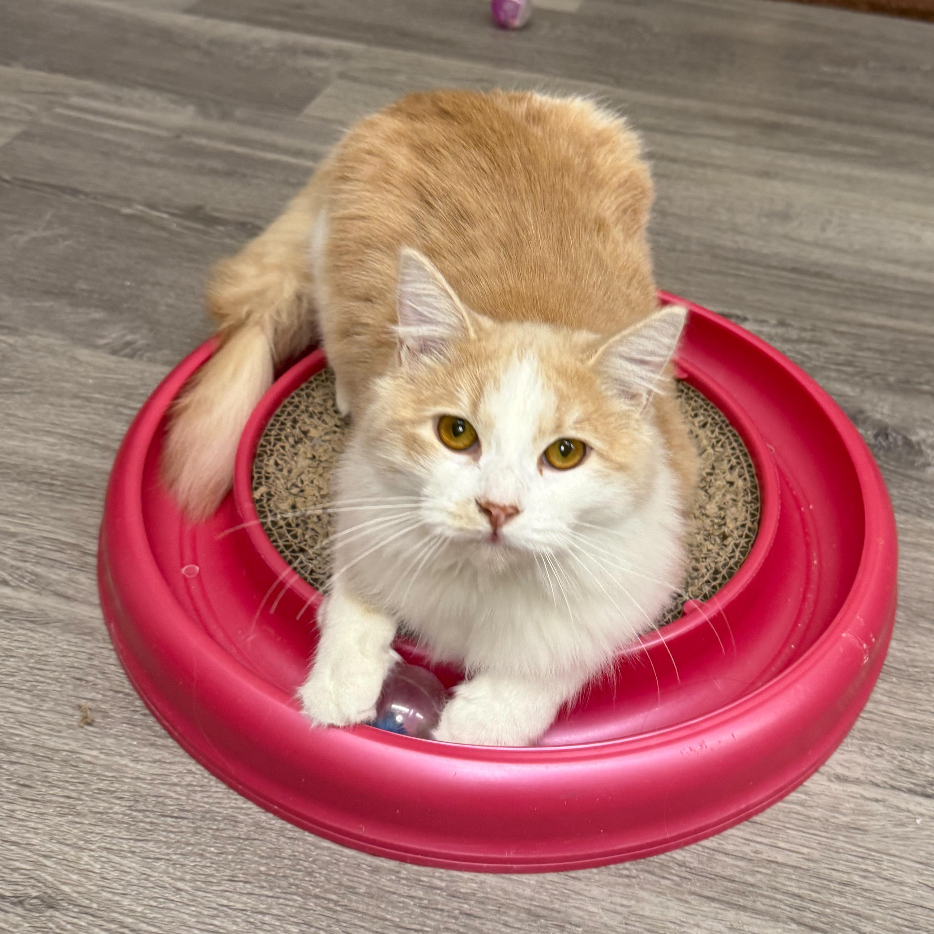 Cassy, a Adoptable Domestic Long Hair in Santa Monica, CA image 3/4
