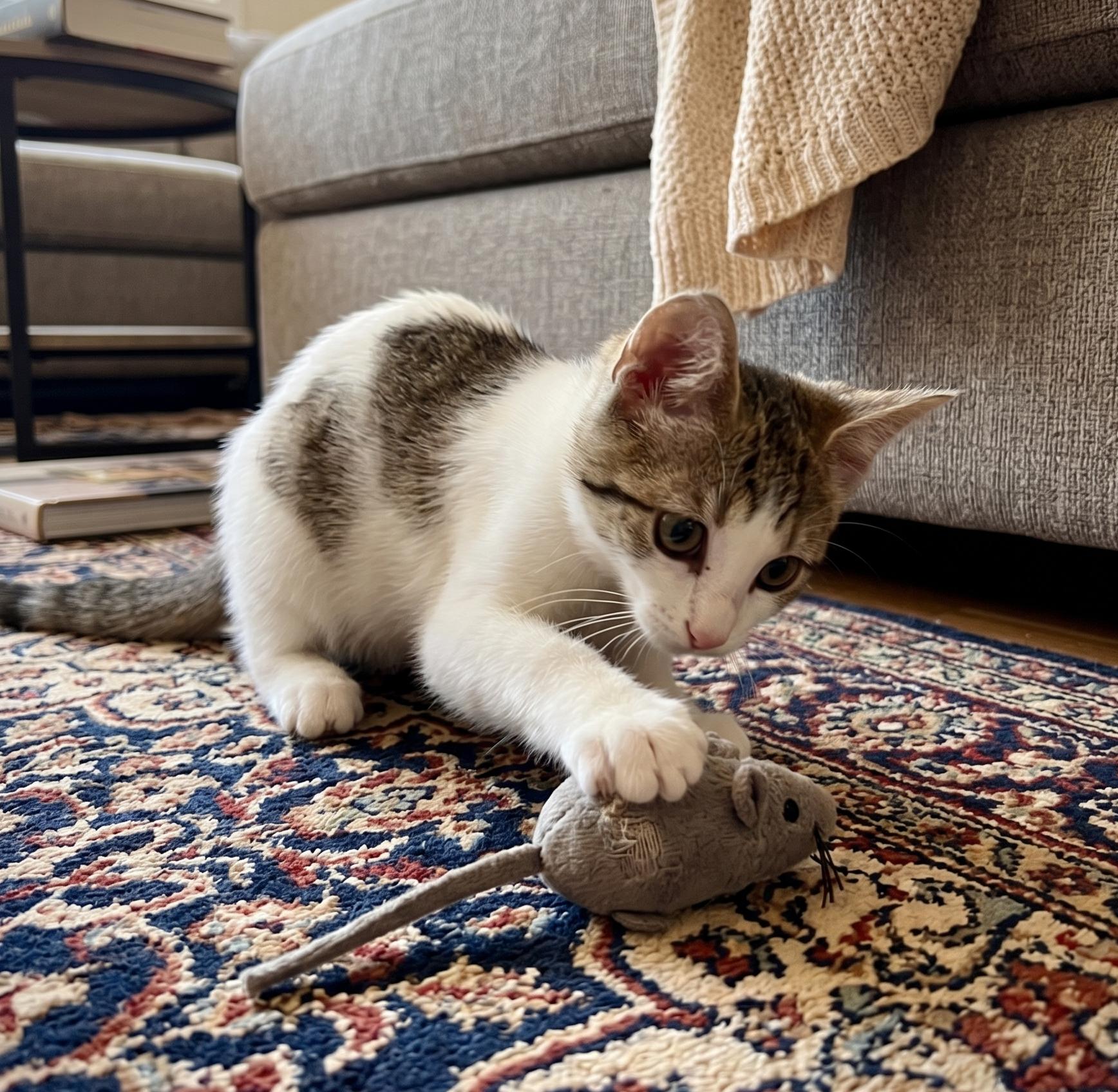 Jenni, a ADOPTABLE American Shorthair in Union City, NJ image 1/6