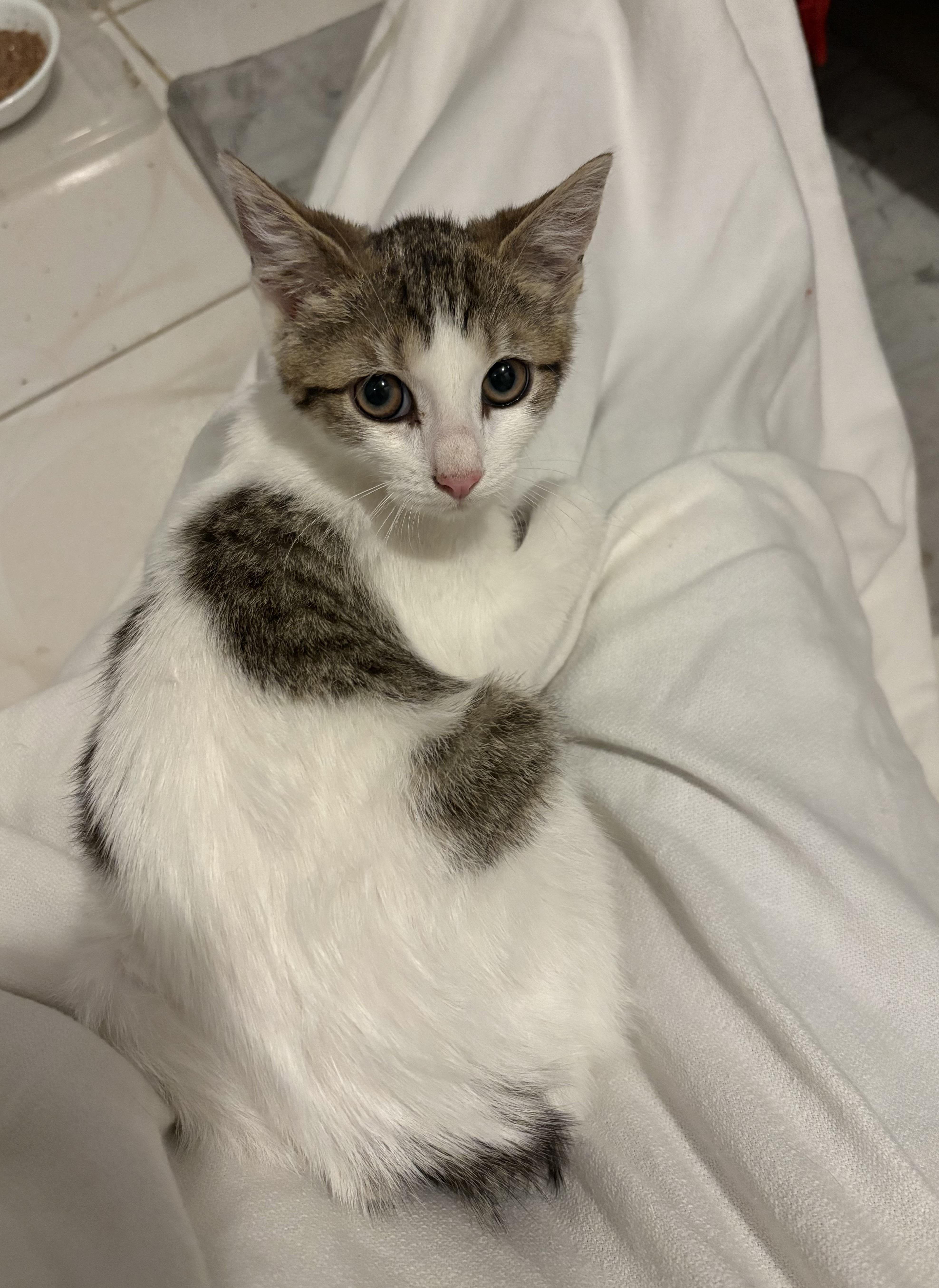 Jenni, a ADOPTABLE American Shorthair in Union City, NJ image 2/6
