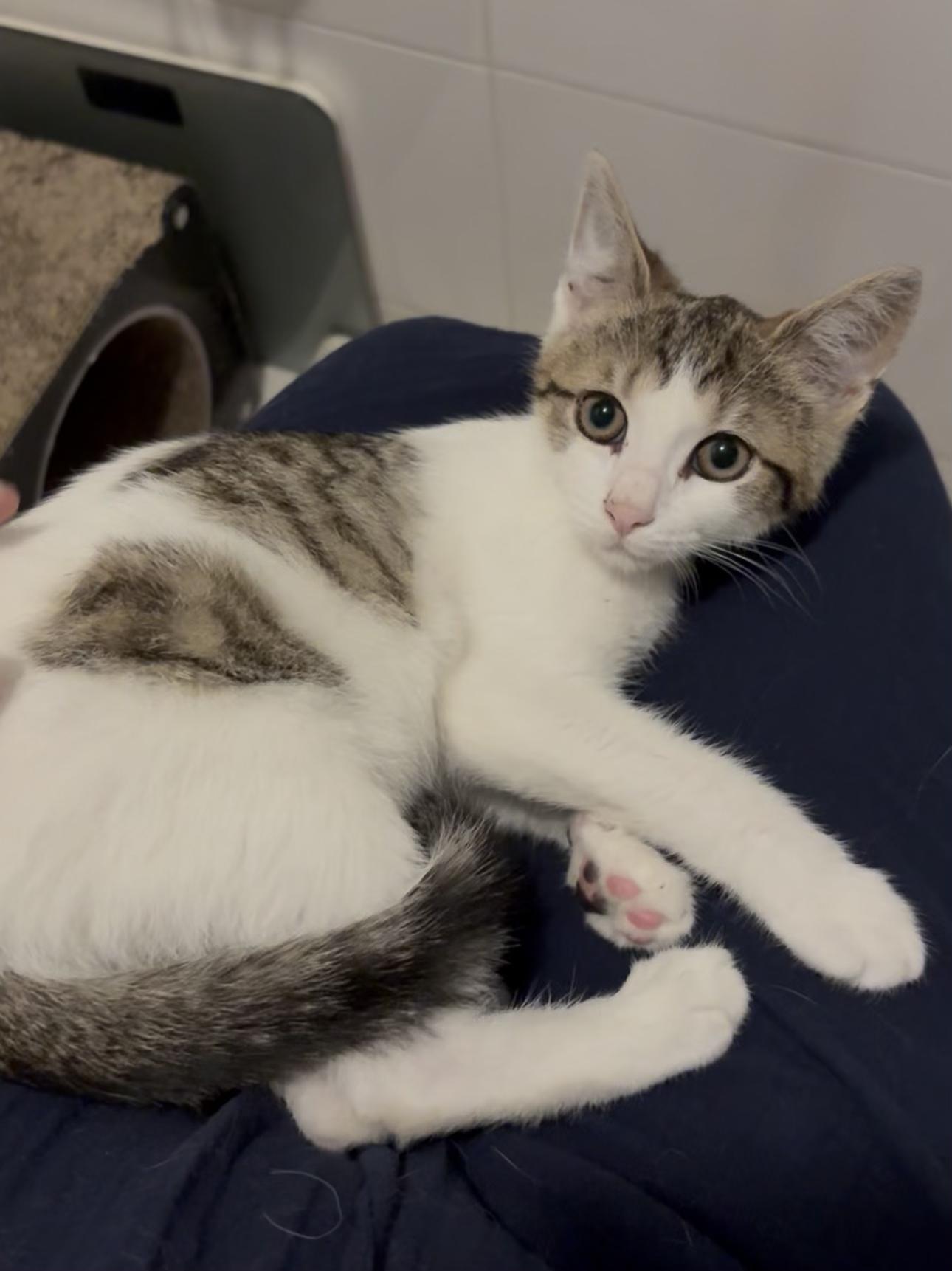 Jenni, a ADOPTABLE American Shorthair in Union City, NJ image 4/6