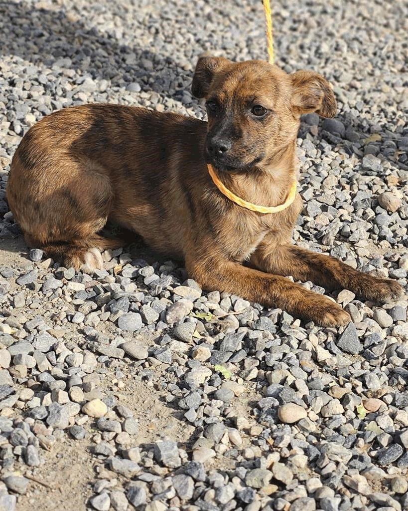 Enlarge Gilligan, a Adoptable mixed breed in Salt Lake City, UT image 1/1