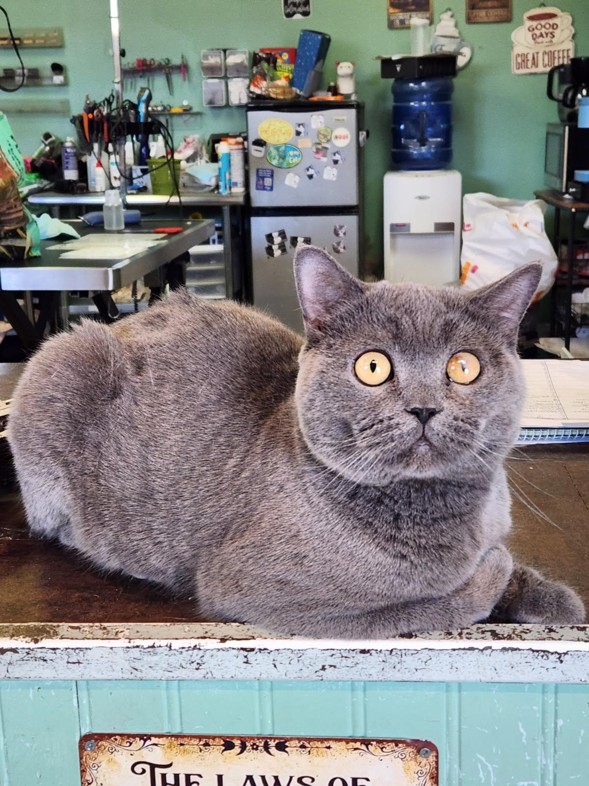 Admiral Nelson - Adoption Pending, Adopted, Adult Male British Shorthair & Domestic Short Hair.