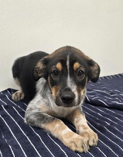 Enlarge Claire Redfield, a Adoptable mixed breed in Phoenix, AZ image 1/1
