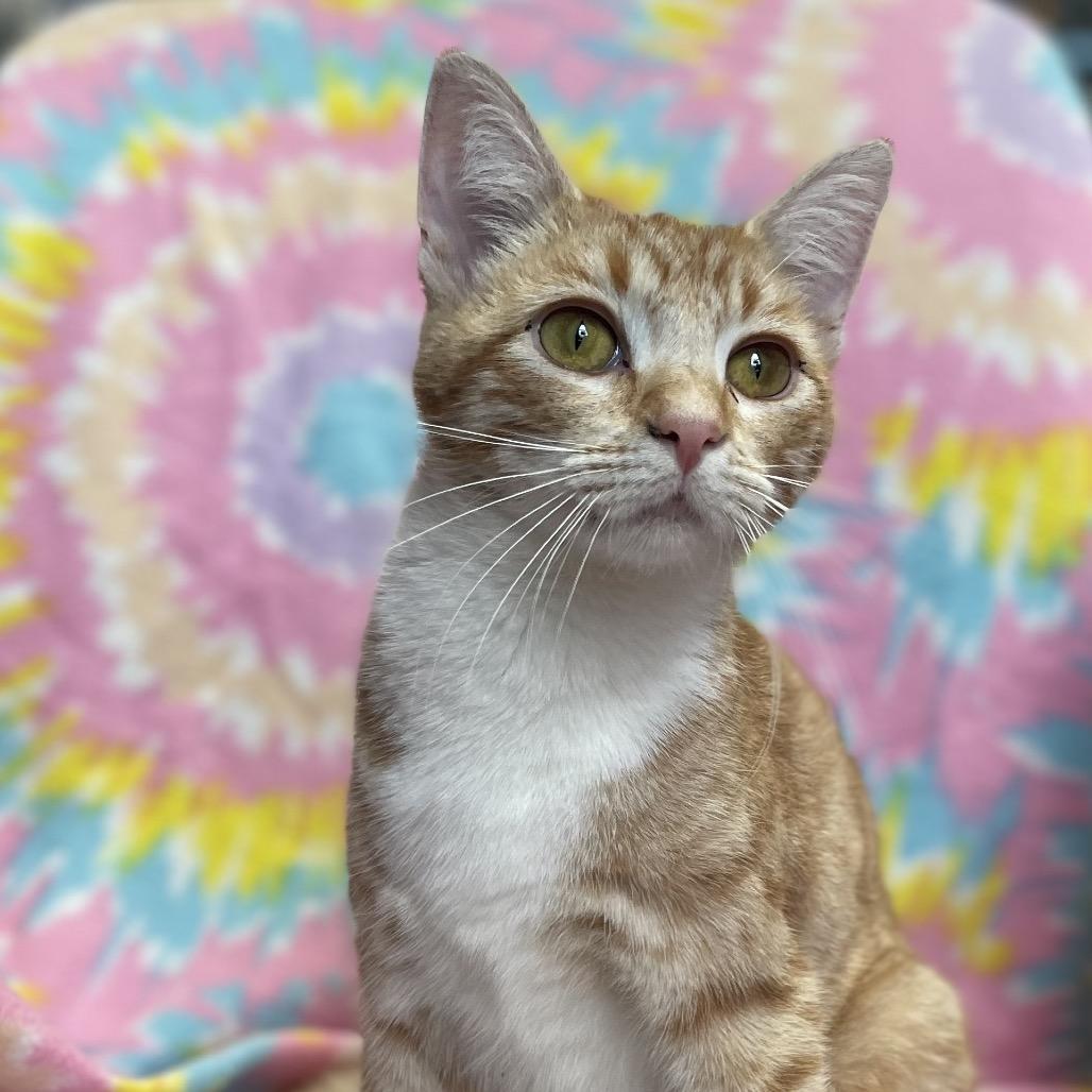 Kiara, Adoptable, Young Female Domestic Short Hair.