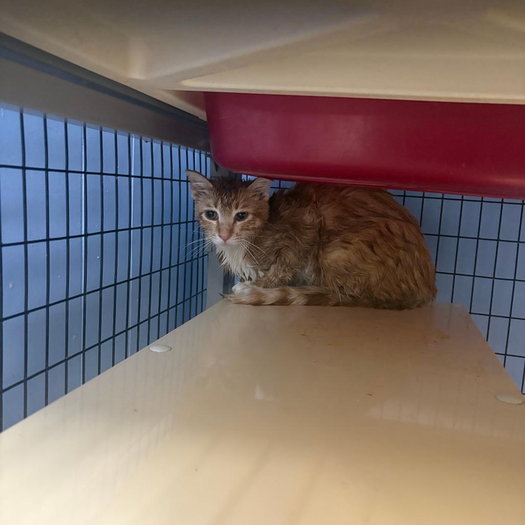 Kiara, a Adoptable Domestic Short Hair in Tipton, IA image 2/2