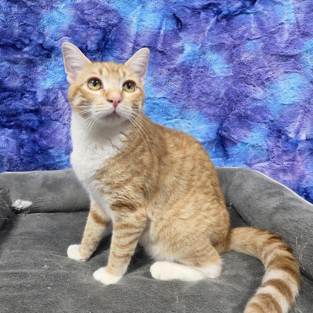 Enlarge Kiara, a Adoptable Domestic Short Hair in Tipton, IA image 2/2