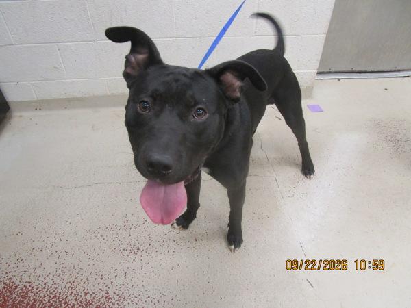 Enlarge Chance (800), a Adoptable mixed breed in Marietta, GA image 1/1