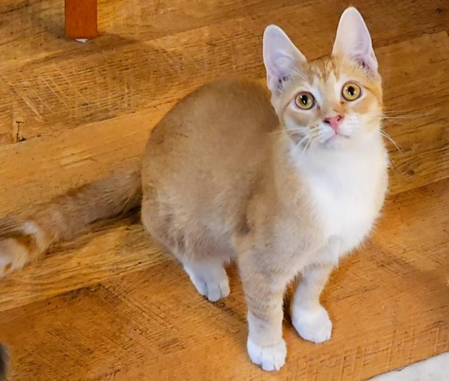 Sunset, Adoptable, Young Male Tabby.