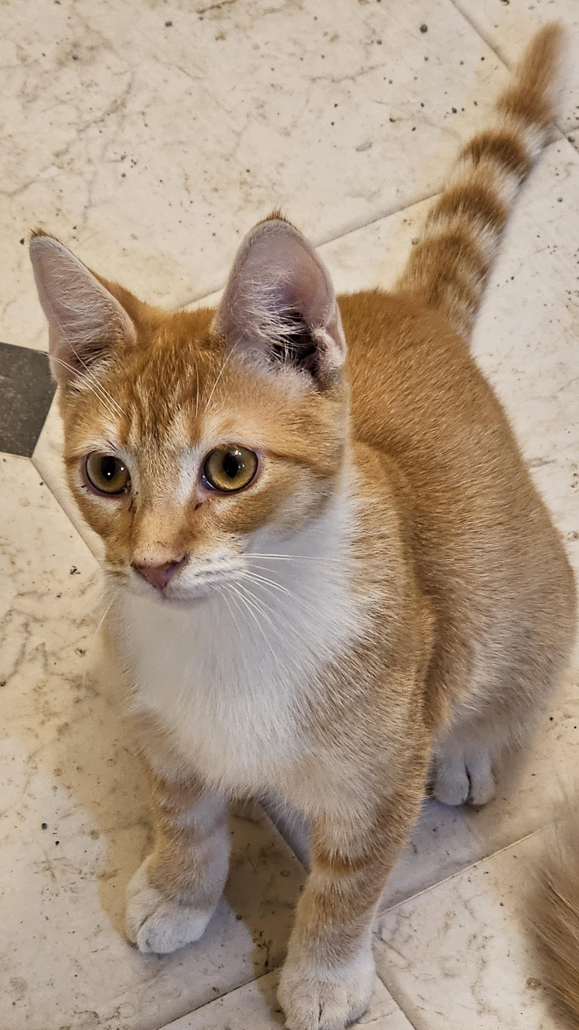 Sunset, a Adoptable Tabby in Mechanicsville , VA image 4/4