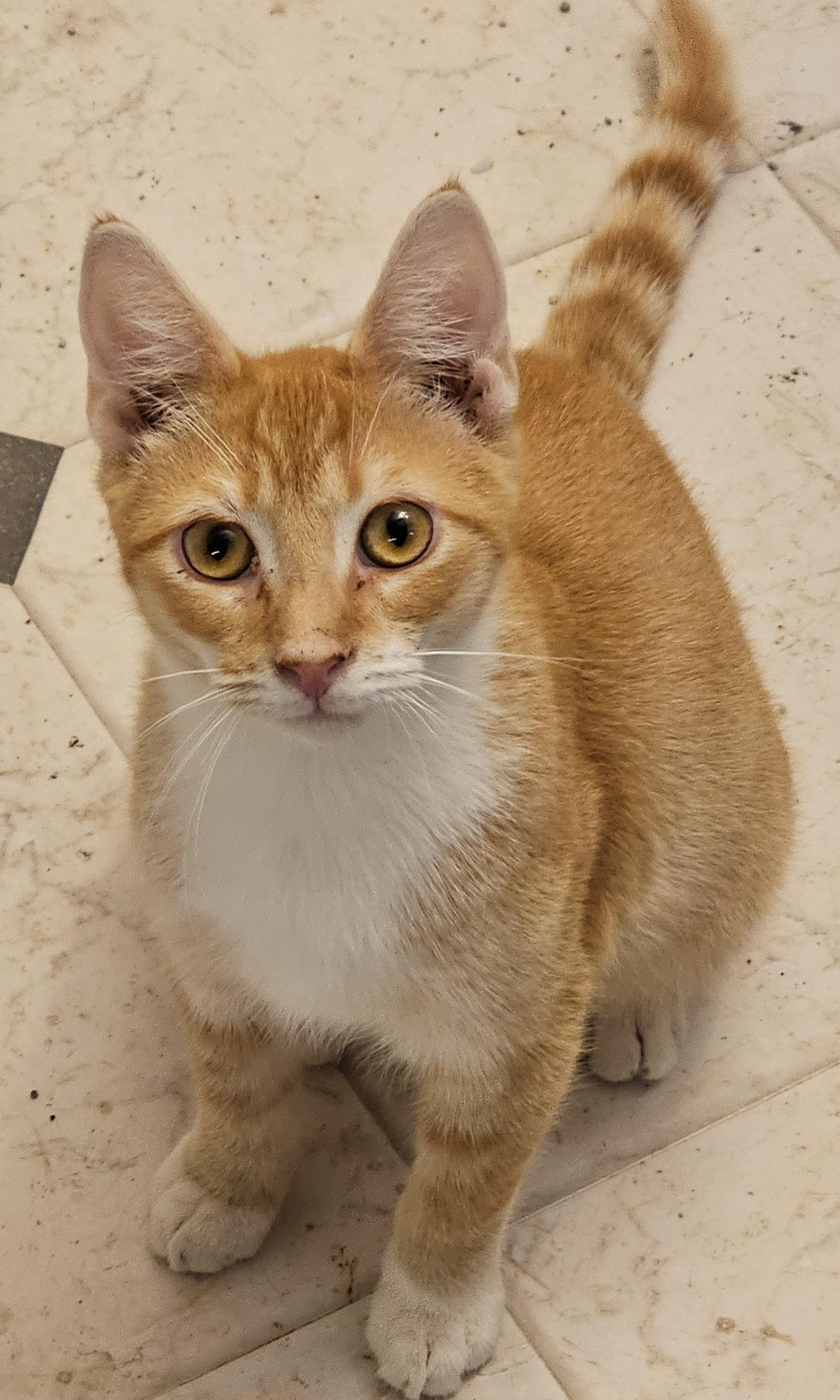 Sunset, a Adoptable Tabby in Mechanicsville , VA image 2/4
