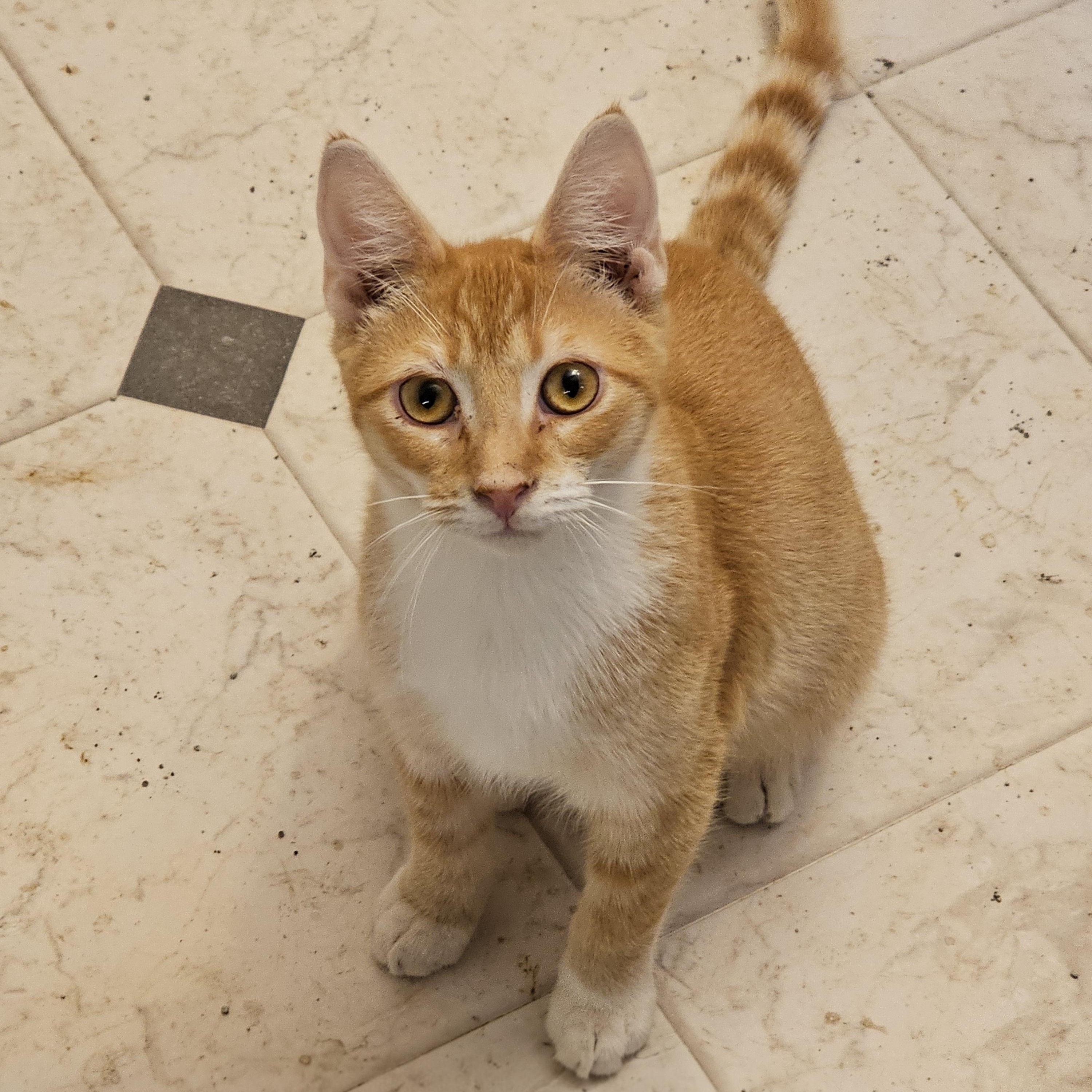 Sunset, a Adoptable Tabby in Mechanicsville , VA image 3/4