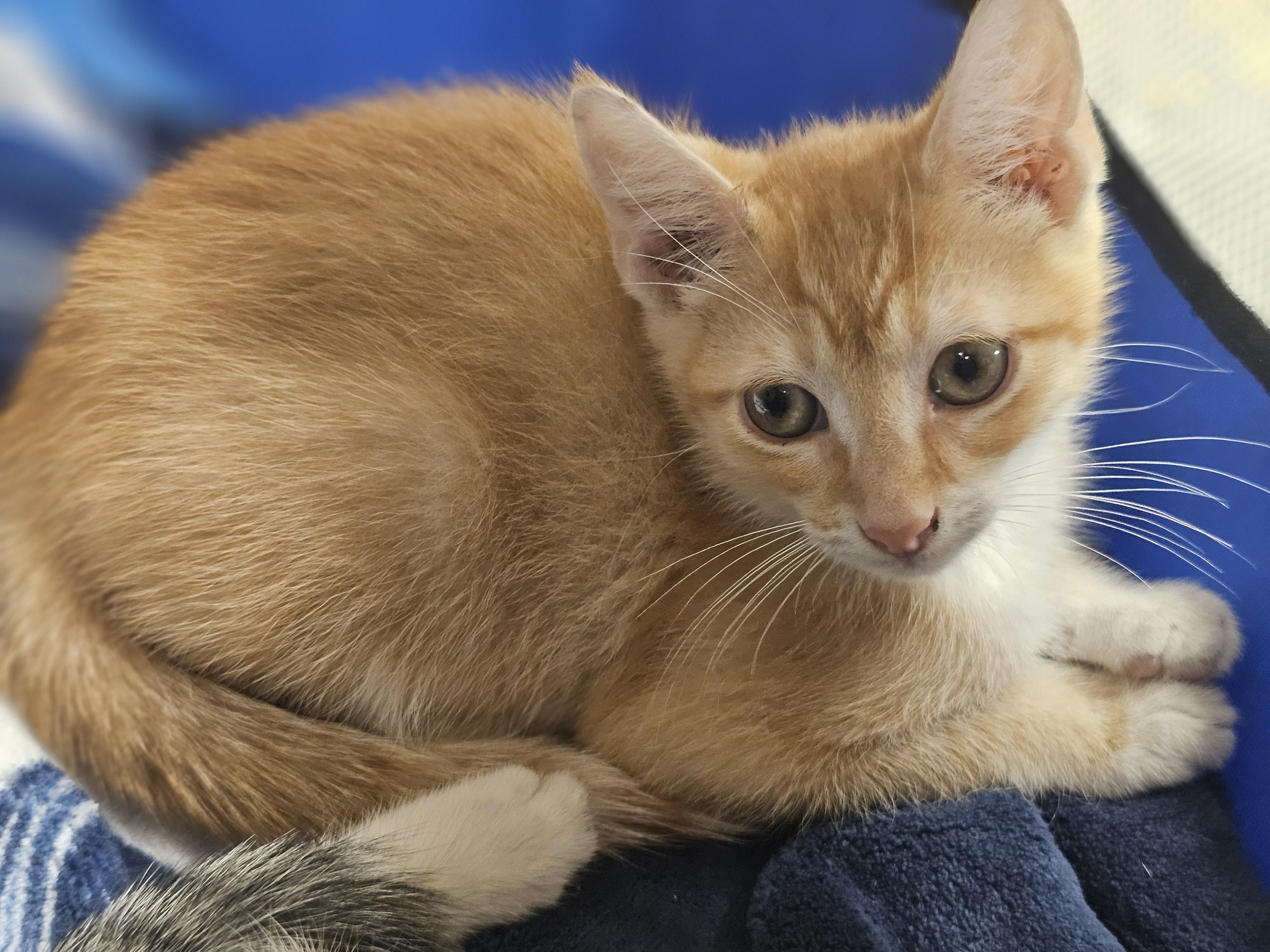 Sunset, Young Male Tabby