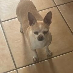 Rocky, a Adoptable mixed breed in Mesa, AZ image 2/2