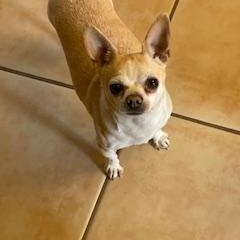 Rocky, a Adoptable mixed breed in Mesa, AZ image 1/2