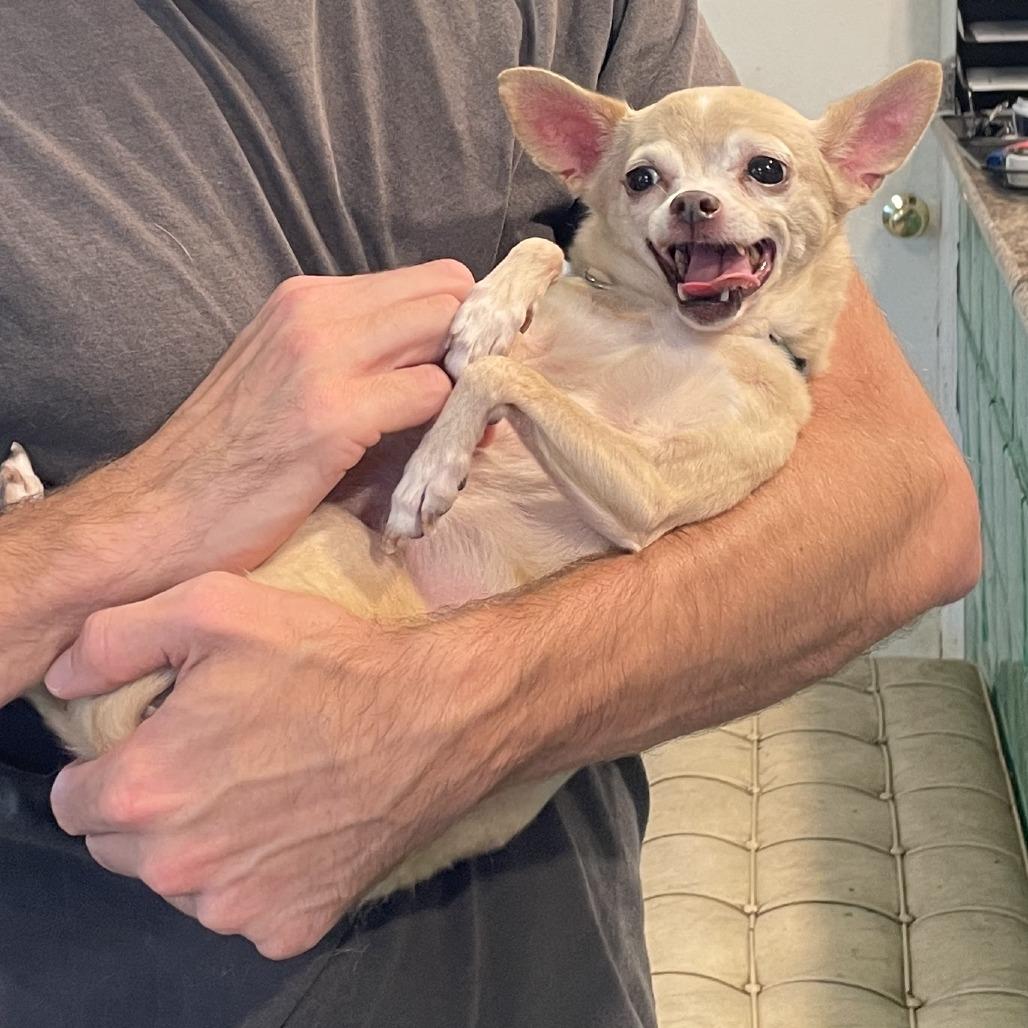 Enlarge Penny, a Adoptable mixed breed in San Francisco, CA image 1/3