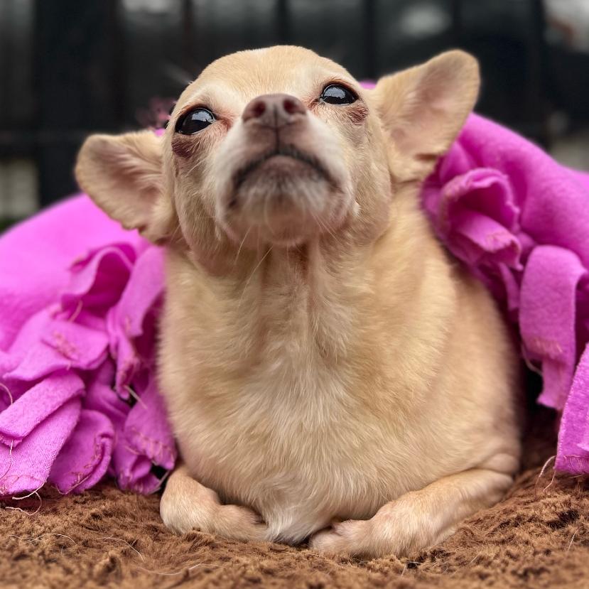 Enlarge Penny, a Adoptable mixed breed in San Francisco, CA image 2/3
