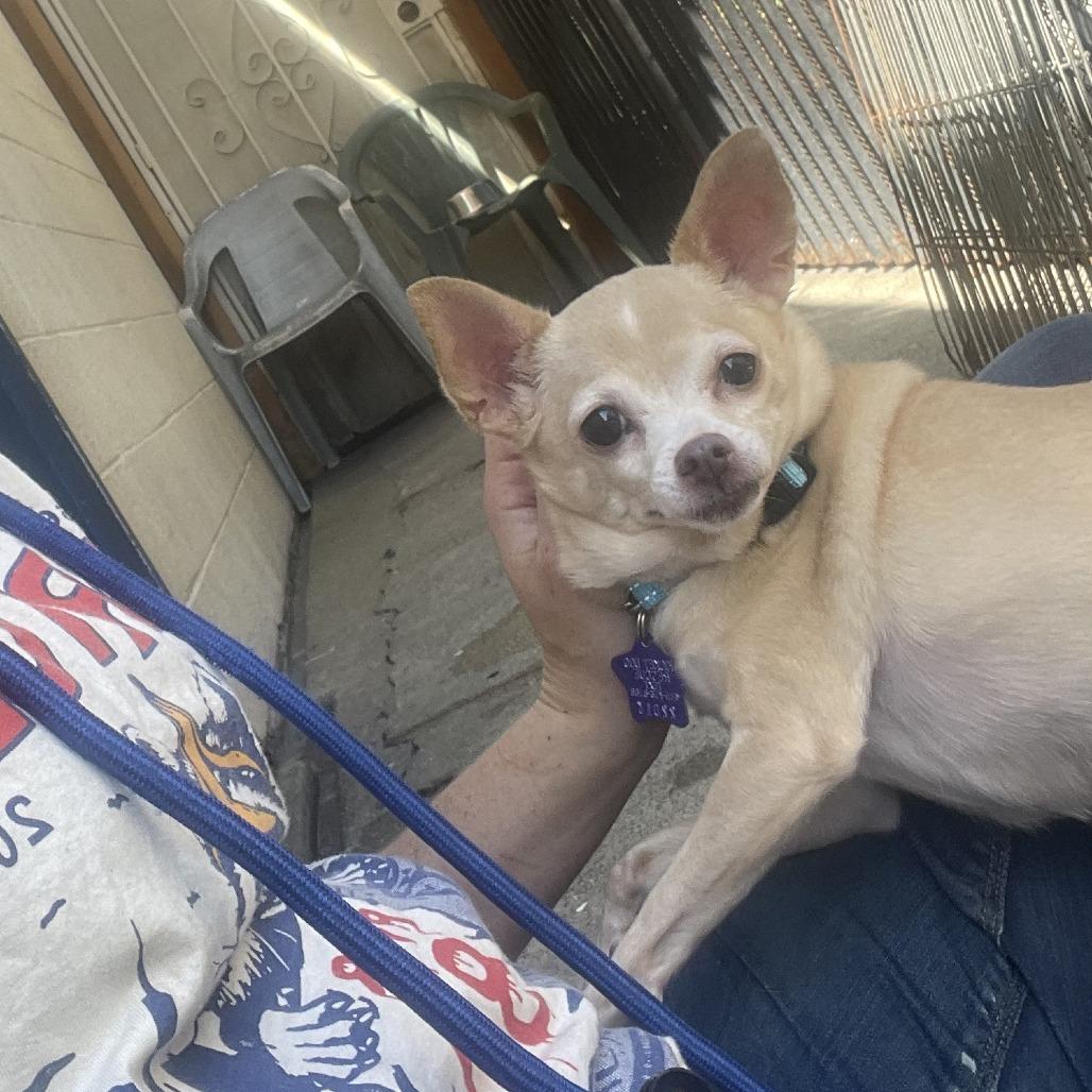 Enlarge Penny, a Adoptable mixed breed in San Francisco, CA image 3/3